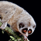 Illustration for article titled Slender Lorises Mistakenly Accept Invitation to Ill-Fated Pants Party